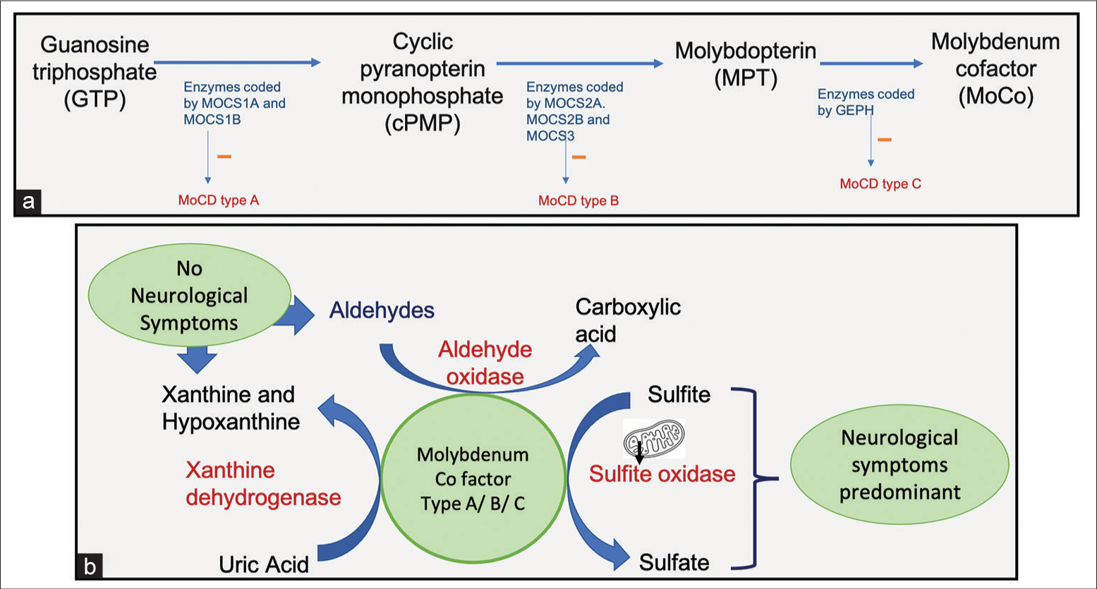 (a) Schematic flow diagram of synthesis of molybdenum cofactor and the role of the Molybdenum cofactor synthesis genes (MOCS) genes in its synthesis. (b) Schematic diagram representing the role of various molybdenum cofactor enzymes in the metabolic pathways.